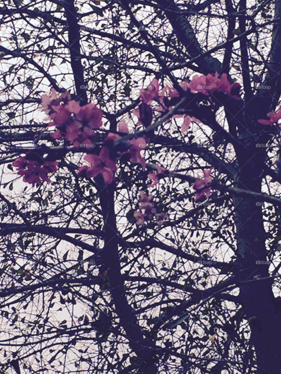 Pretty closeup blossoms on my tree. 
