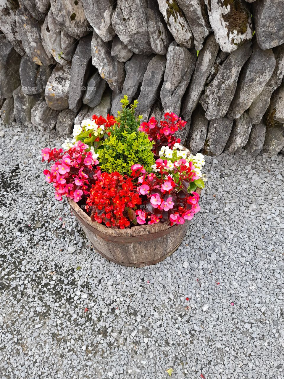 Irish traditional stone wall and planter with flowers, summer