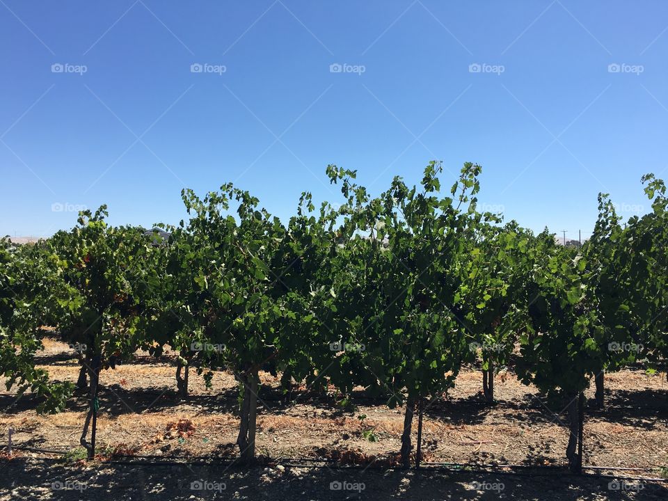 Grapevines in Napa