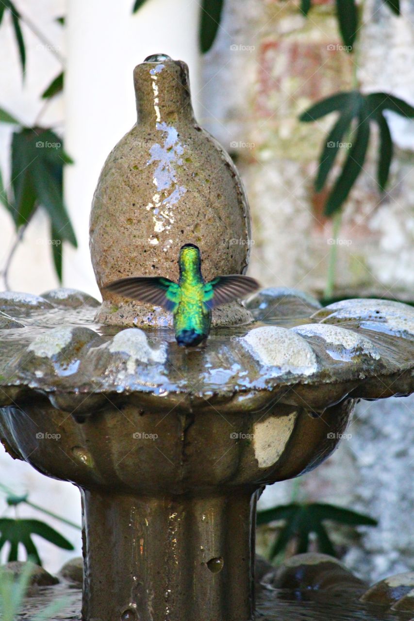 hummingbird drinking water