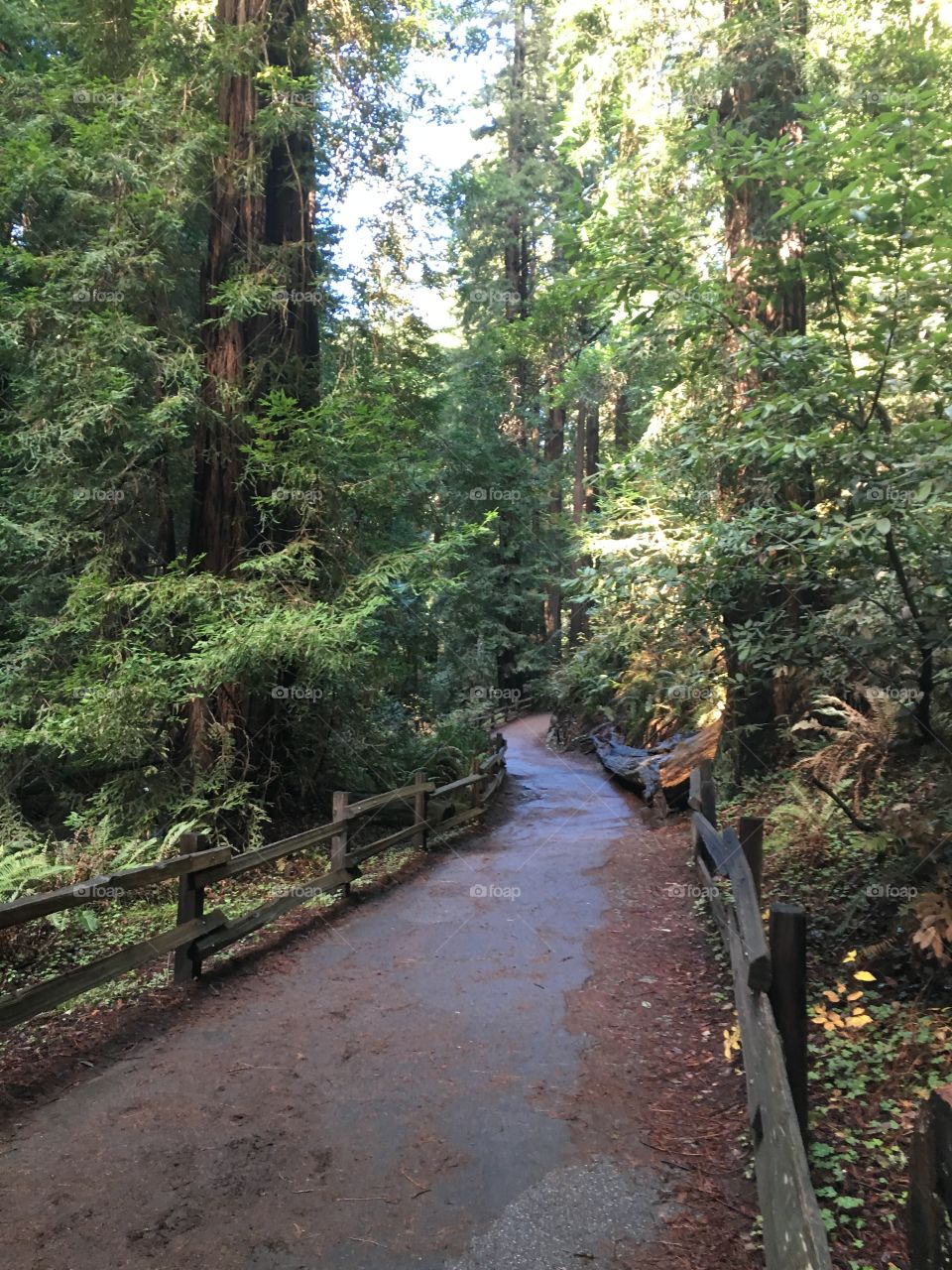 Red wood Forrest in Cali