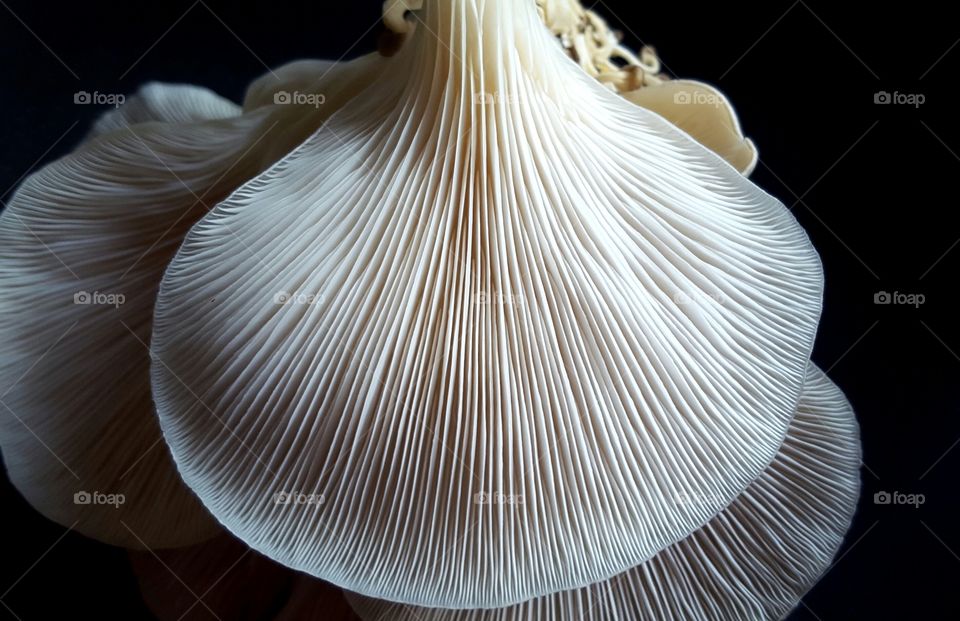 Oyster Mushroom Gills