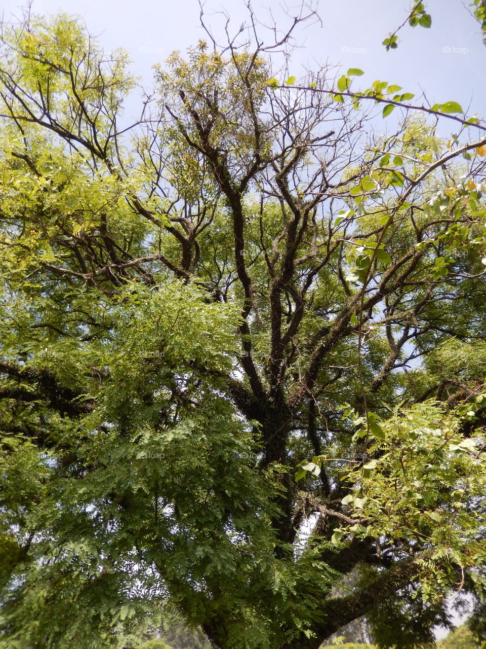 árvore, parque Ibirapuera São Paulo