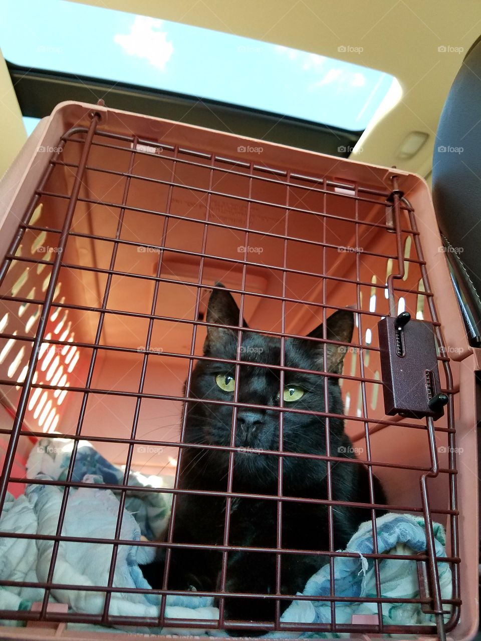 Riding home in carry cage from vet appointment.