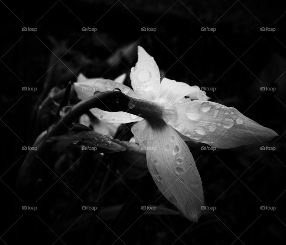 Daffodil (a.k.a. "Jonquil")