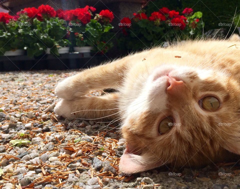 Subathing. Cat in sun