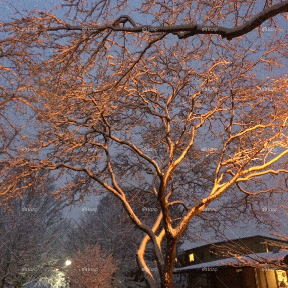 View of bare tree in winter