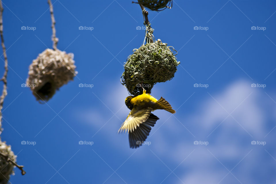 yellow weaver building it's first net in springtime