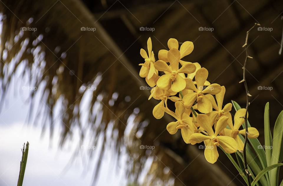 Beautiful yellow Orchid Background blurred leaves in the garden.