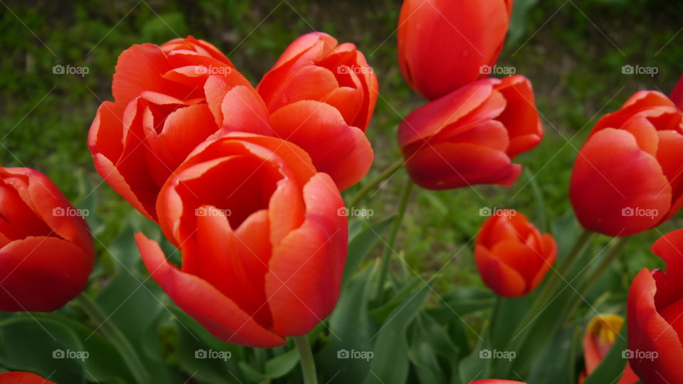 Orange Tulips. Skagit Valley Tulip Festival. April 2016