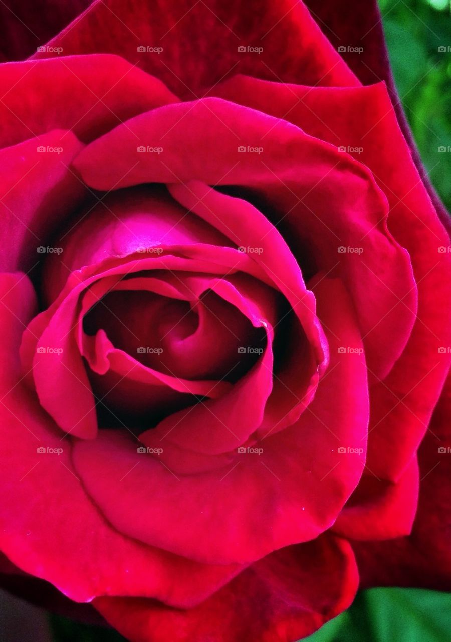 garden red love romance by hannahdagogo