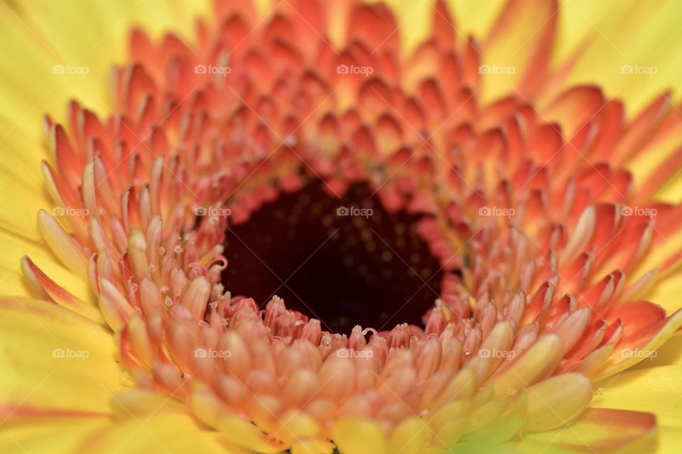 Close up flower