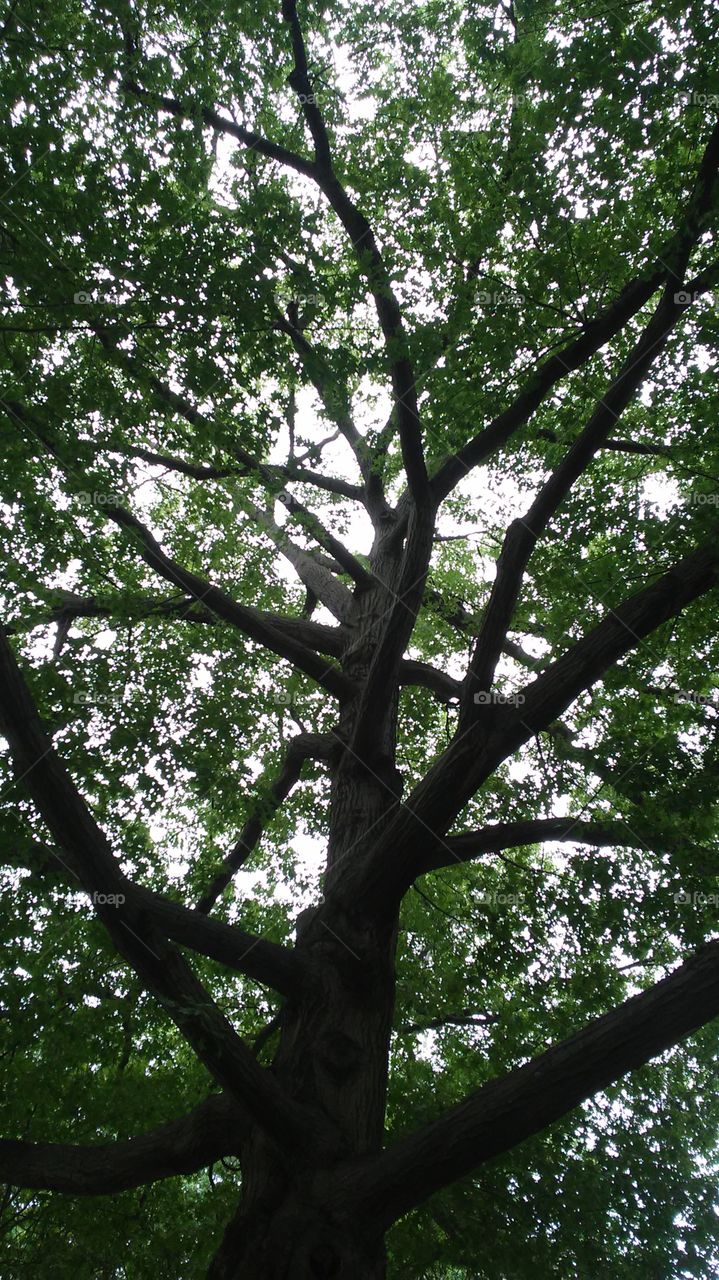 Tree, Wood, Leaf, No Person, Landscape
