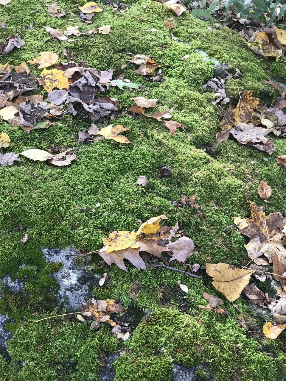 Moss bed on boulder 