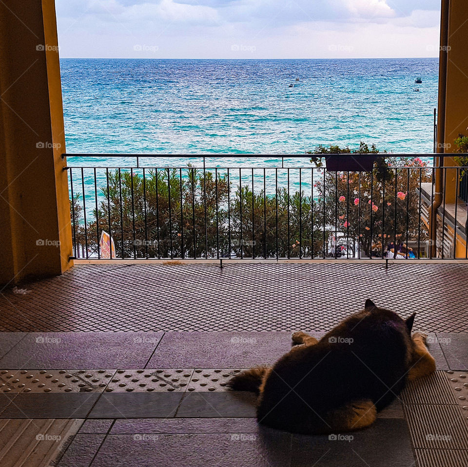 Dog in Monterosso al mare in Italy