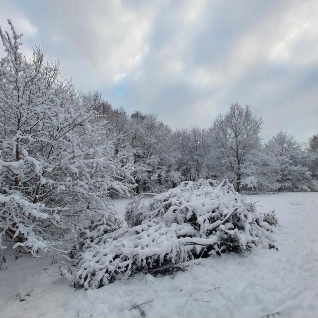 frost