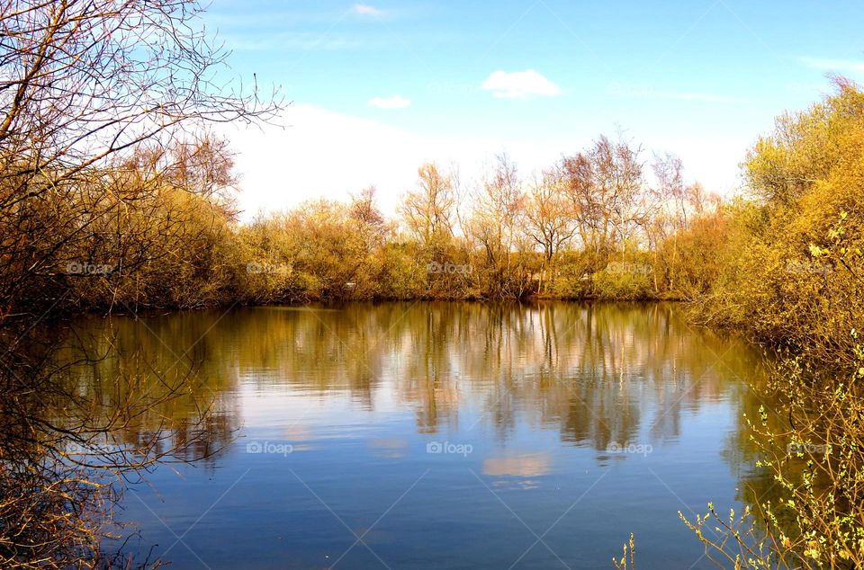 Reflection of tress in lake