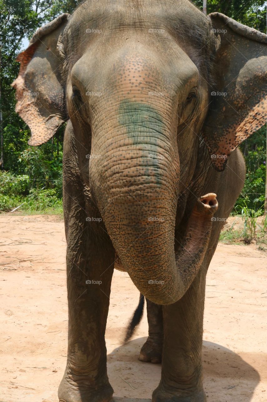 Vietnam - Elephant 