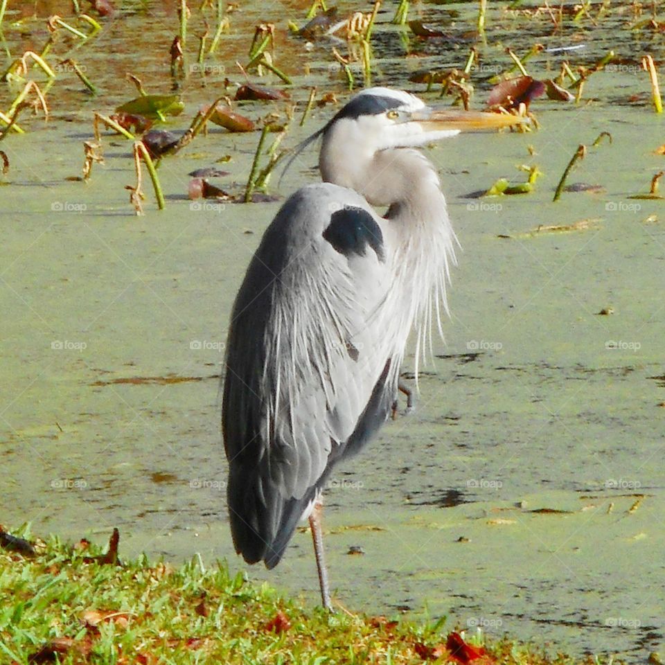 A heron stands on the banks of Lake Lily looking out across the green water of the lake.