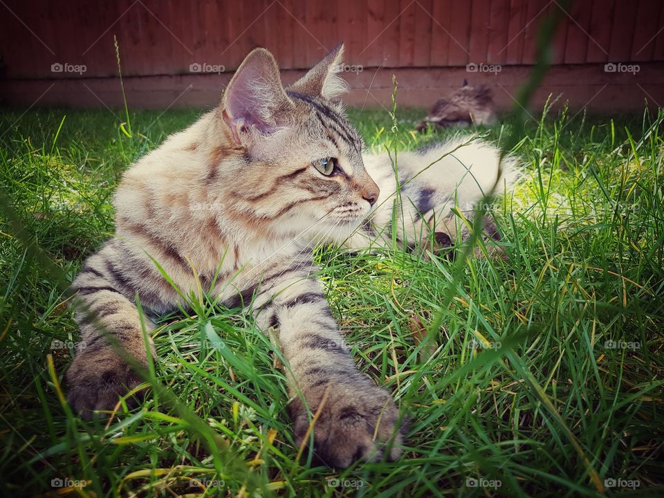 mainecoon tabby lynx kitten young cat relaxing in the English sun. Outdoors garden.