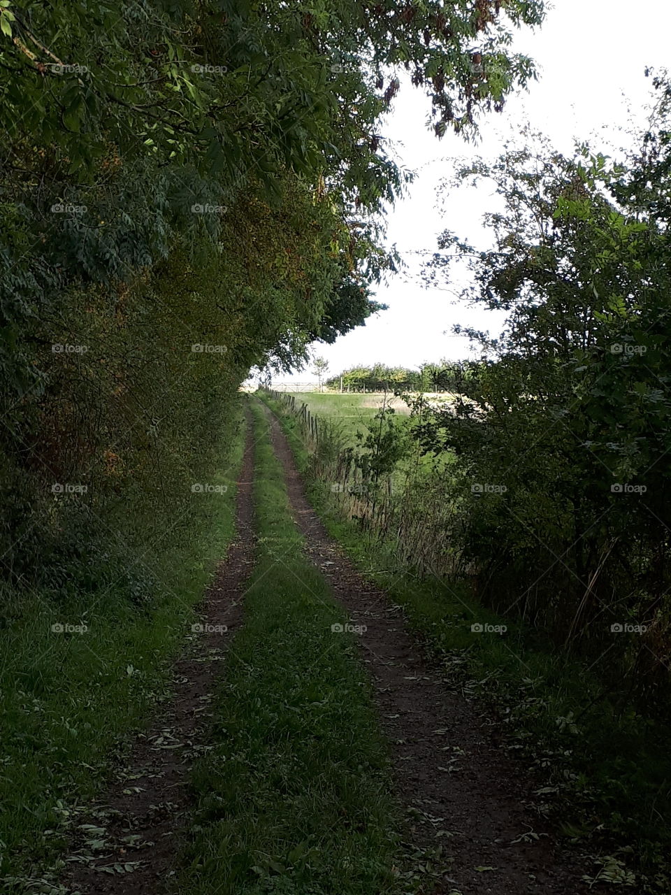 Tractor Tracks