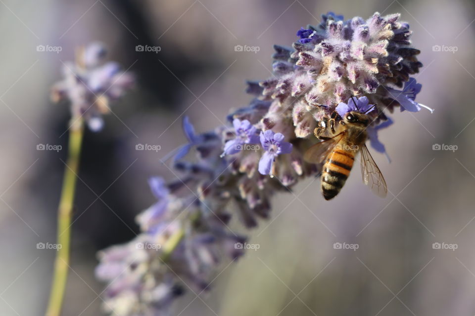 Bee getting pollen on lavender
