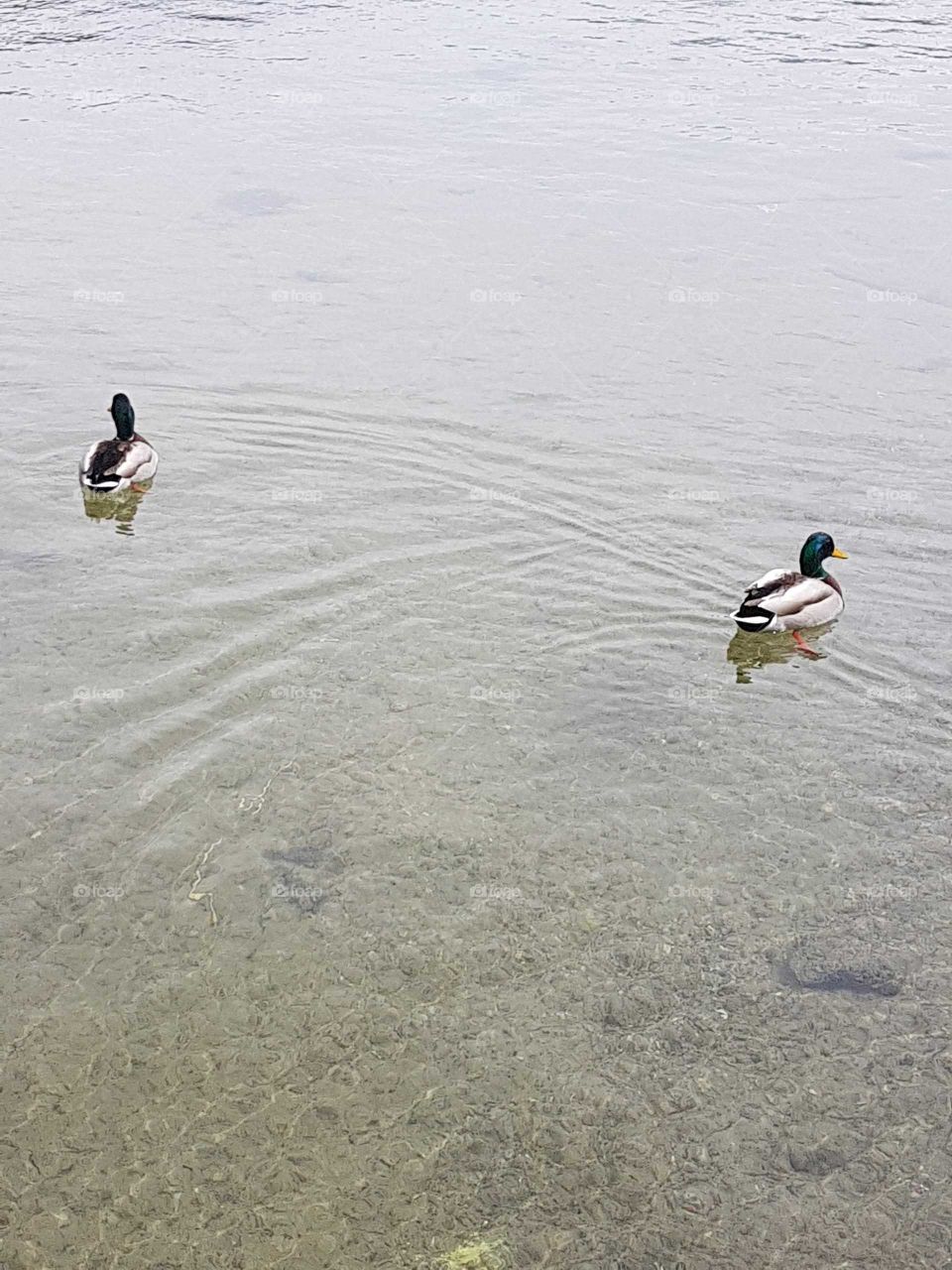 Ducks in the lake