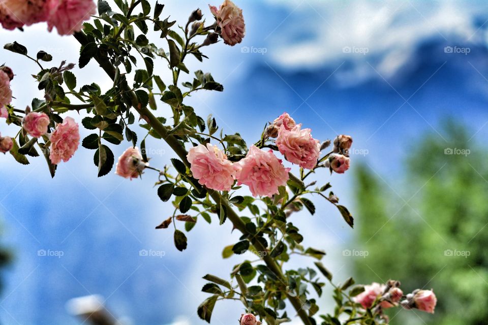 Flowers of the mountains