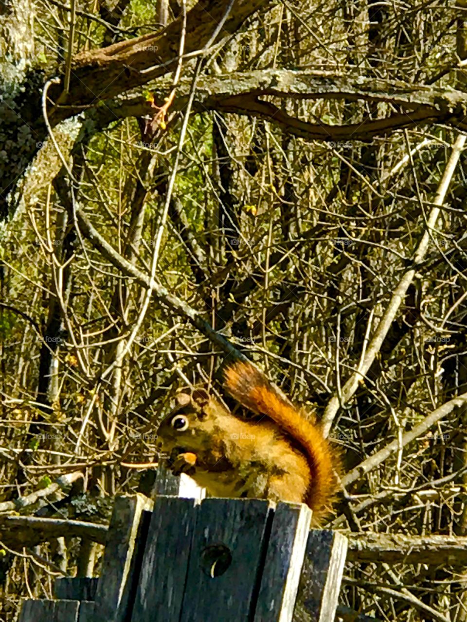 Squirrel’s snack time