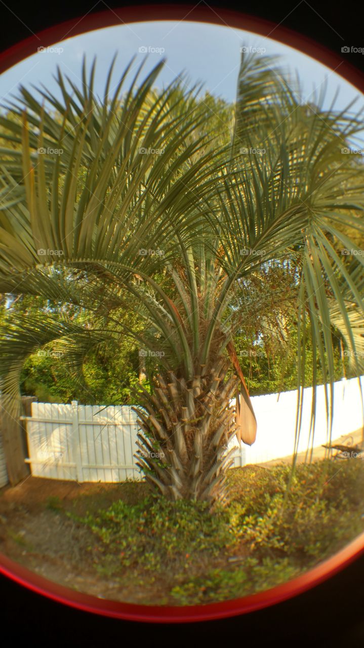 No Person, Tree, Tropical, Nature, Summer