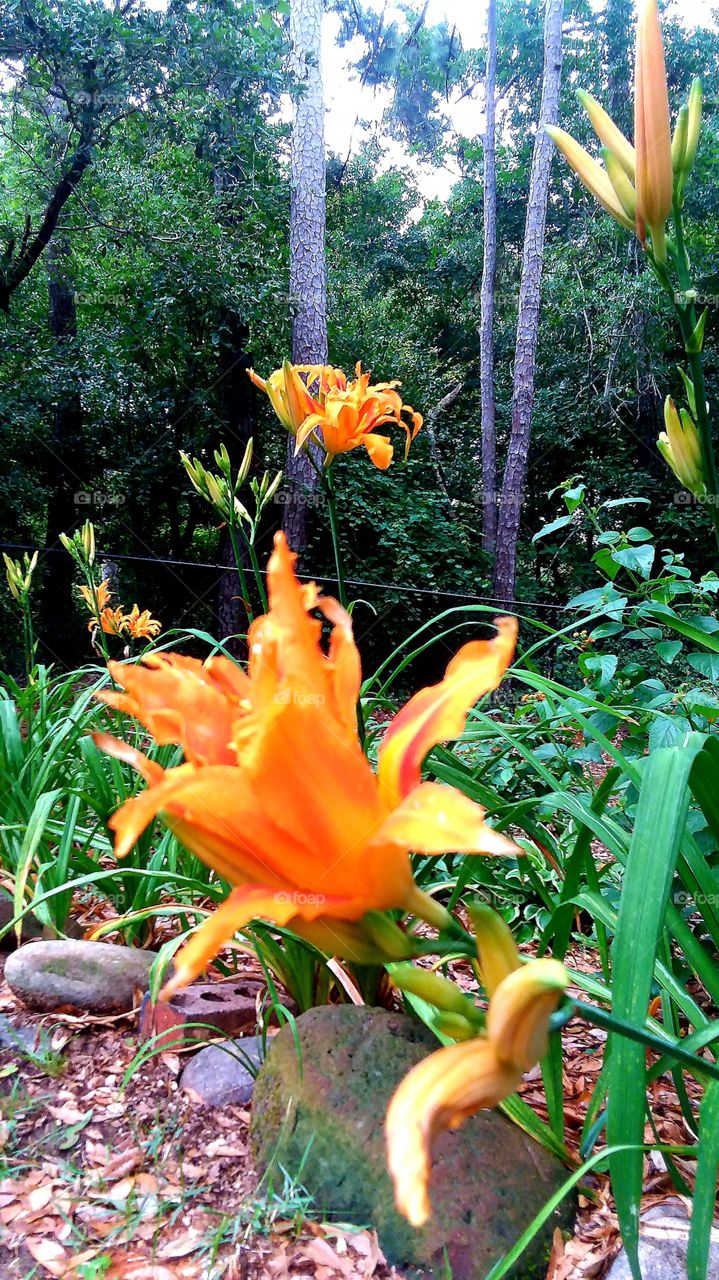 daylilies blooming from much needed rainfall