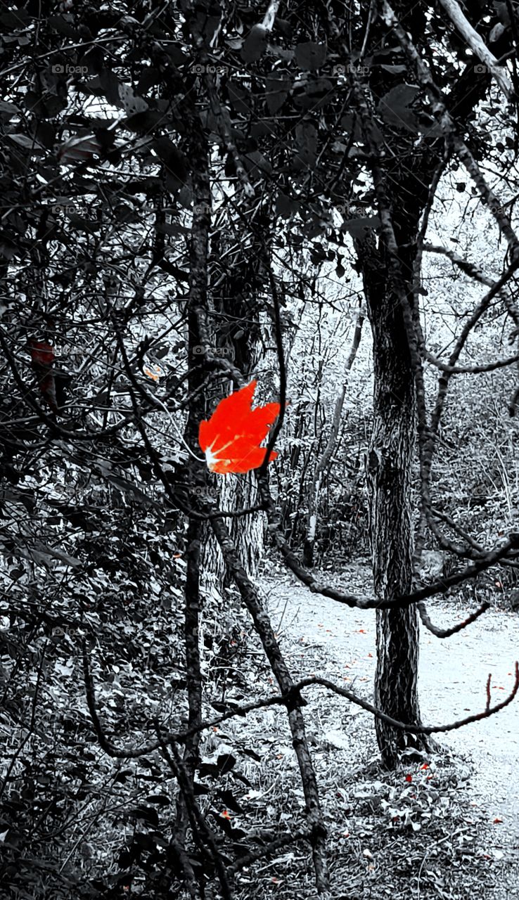 Red leaf