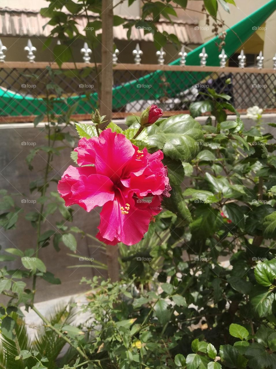 shoeblackplan red flower seasonal fresh looks very beautiful generally found everywhere