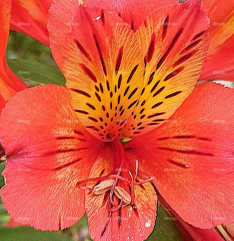 Closeup of Red and Yellow Flowers