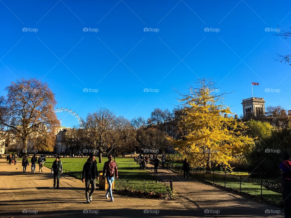 Tree, Park, Fall, Landscape, Road