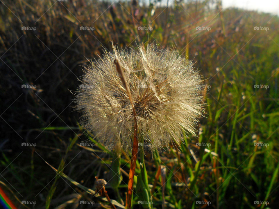 Dandelion