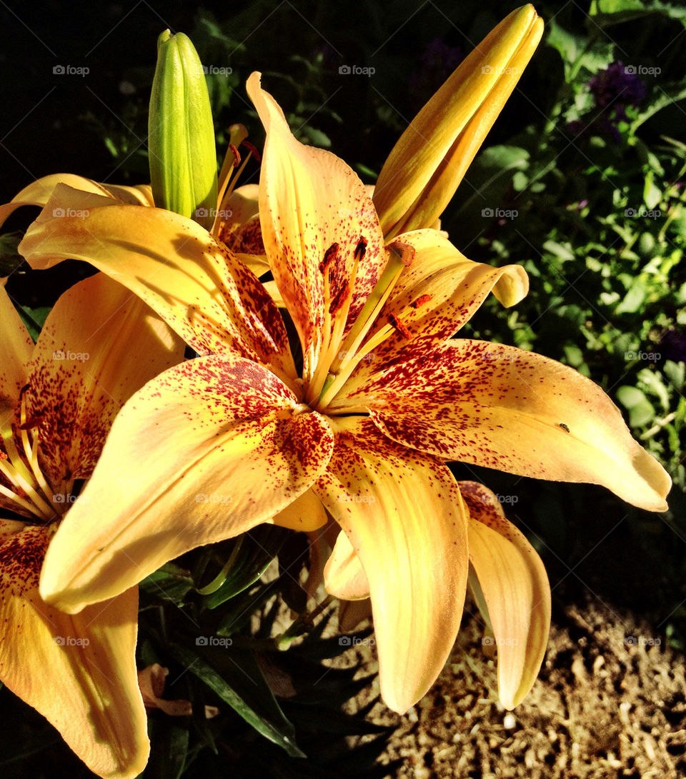 flower colorful beautiful vibrant by stykellee