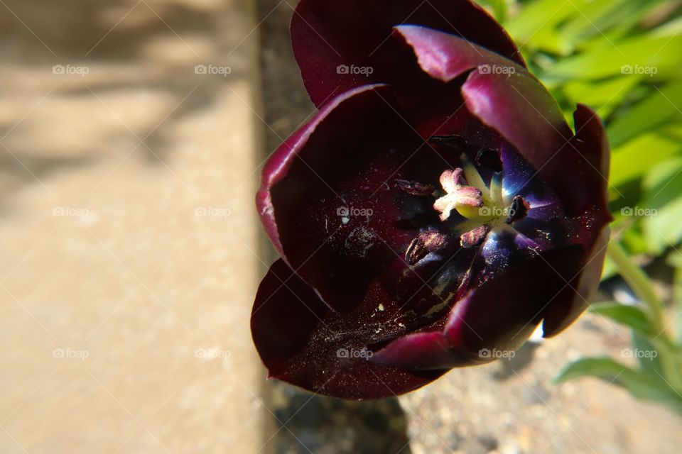 Dark purple tulip