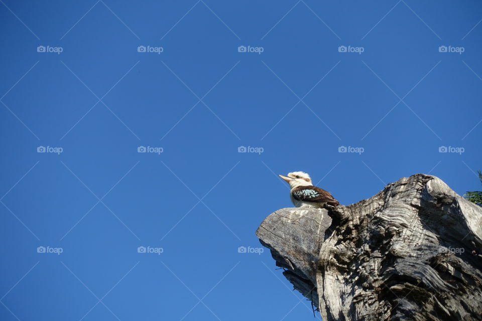 A kookaburra is resting on the top of cut tree.