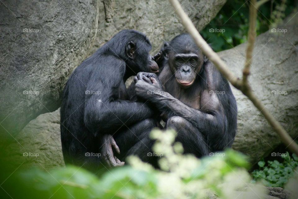 Close-up of two monkeys