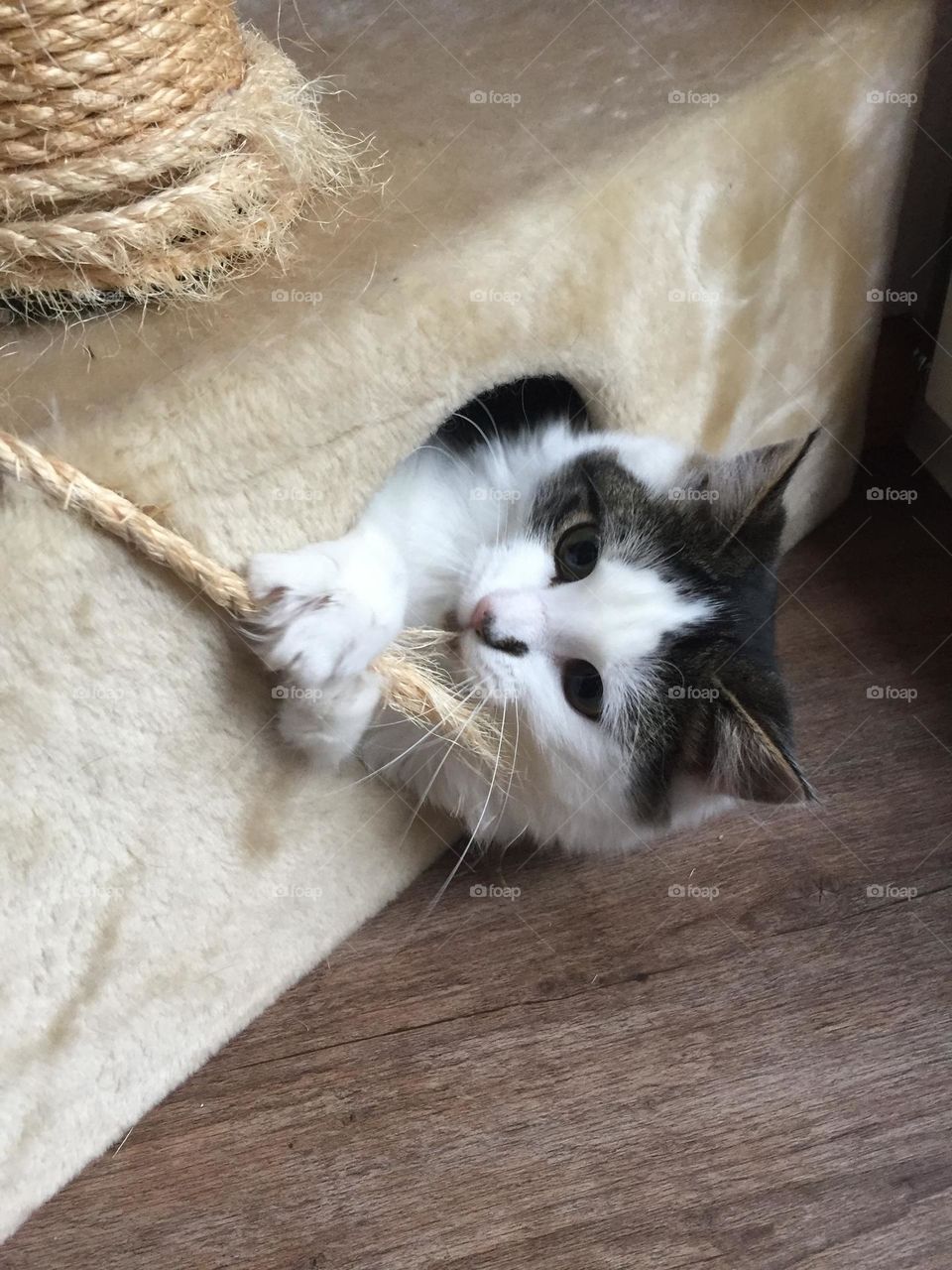Black and white cat playing with a rope