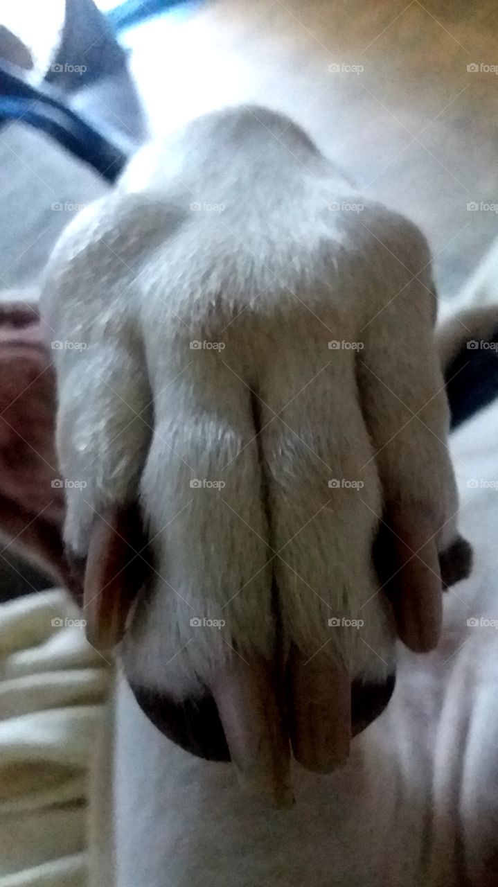 manicure please🙄🐶😊
