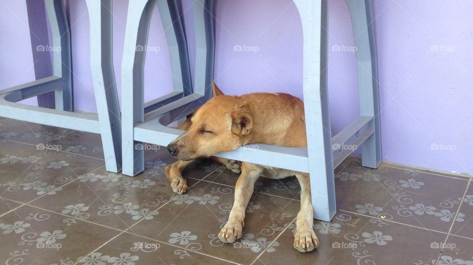 Dog sleeping. Dog sleeping under the table