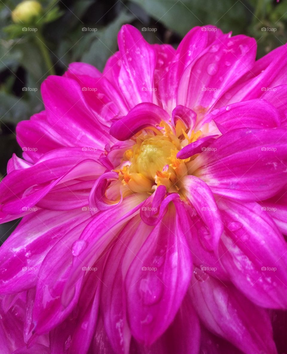Waterdrops on pink flower