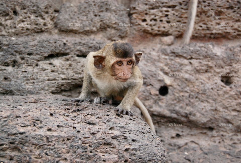 Little old monkey on rocks 