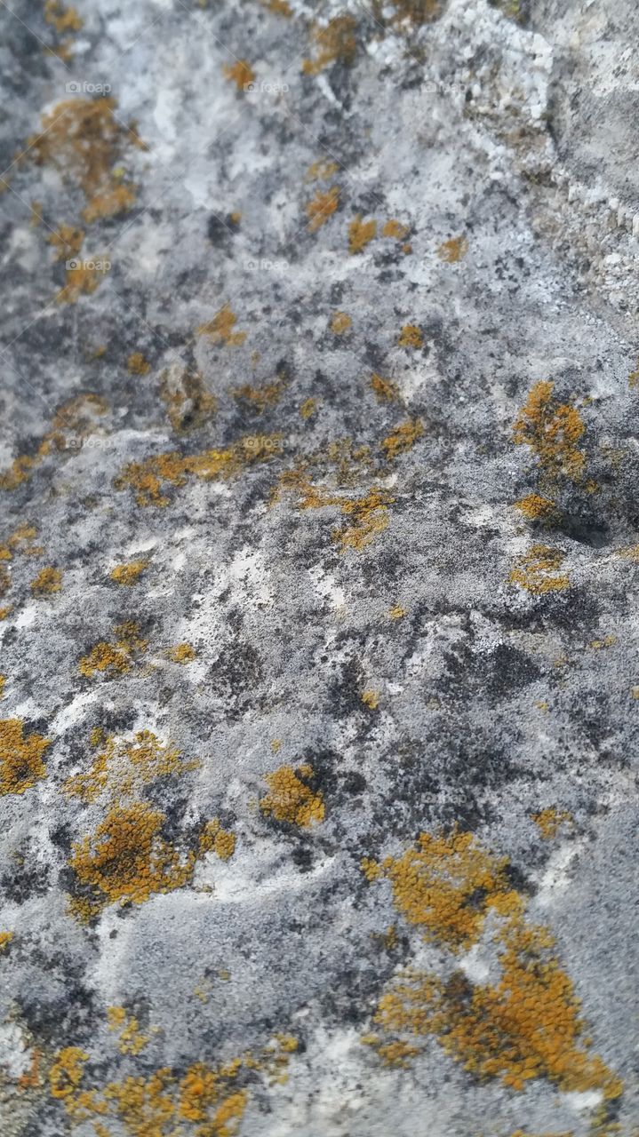Rock & lichen