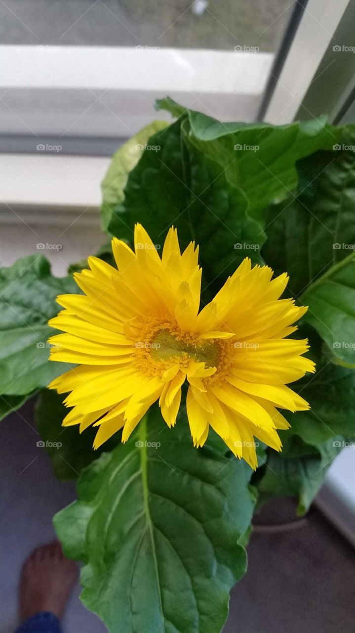 Siamese Twins Conjoined Yellow Flower