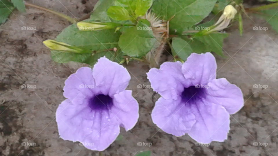 Beauty of wild flower