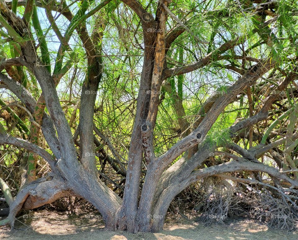 Simple Beauty of a Tree