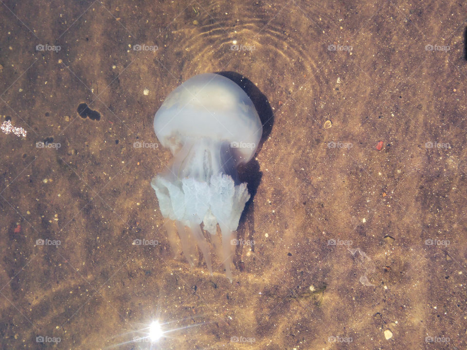 A large white jellyfish swims on the shore of a clear and transparent sea in calm weather, and hunts for fish for food.